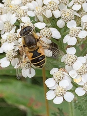 Eristalis horticola