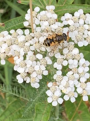 Eristalis horticola