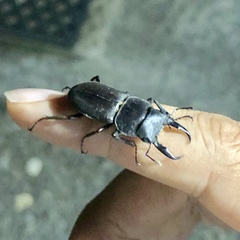 Dorcus rectus rectus