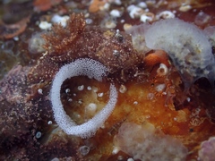Goniodoris castanea