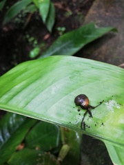 Euconulidae