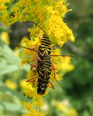 Megacyllene robiniae