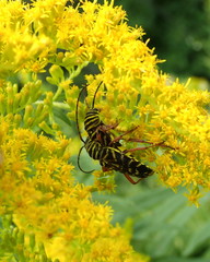 Megacyllene robiniae