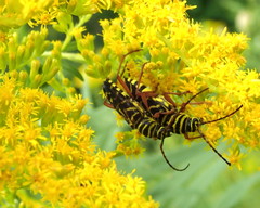 Megacyllene robiniae