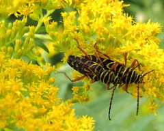 Megacyllene robiniae