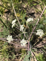 Capnophyllum lutzeyeri