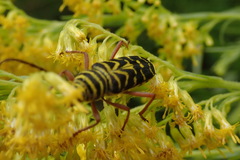 Megacyllene robiniae