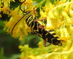 Megacyllene robiniae