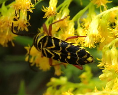 Megacyllene robiniae