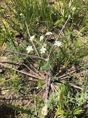 Capnophyllum lutzeyeri