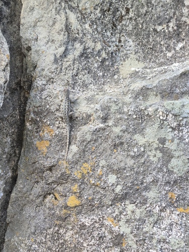 iNaturalist observation photo of Western Fence Lizard