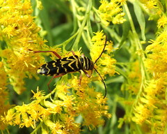 Megacyllene robiniae