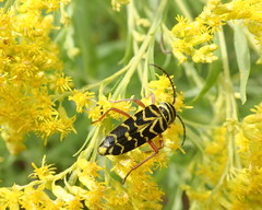 Megacyllene robiniae