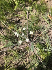 Capnophyllum lutzeyeri