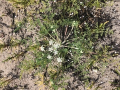 Capnophyllum lutzeyeri