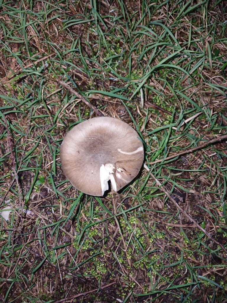 Amanita marmorata · May 2025 · photo: © ecoman (iNaturalist, cc-by)