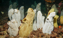 Obese Ascidian photo 3