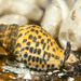 Lineated Cominella - Photo (c) Ron Greer, some rights reserved (CC BY-NC), uploaded by Ron Greer