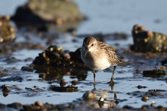 Calidris fuscicollis