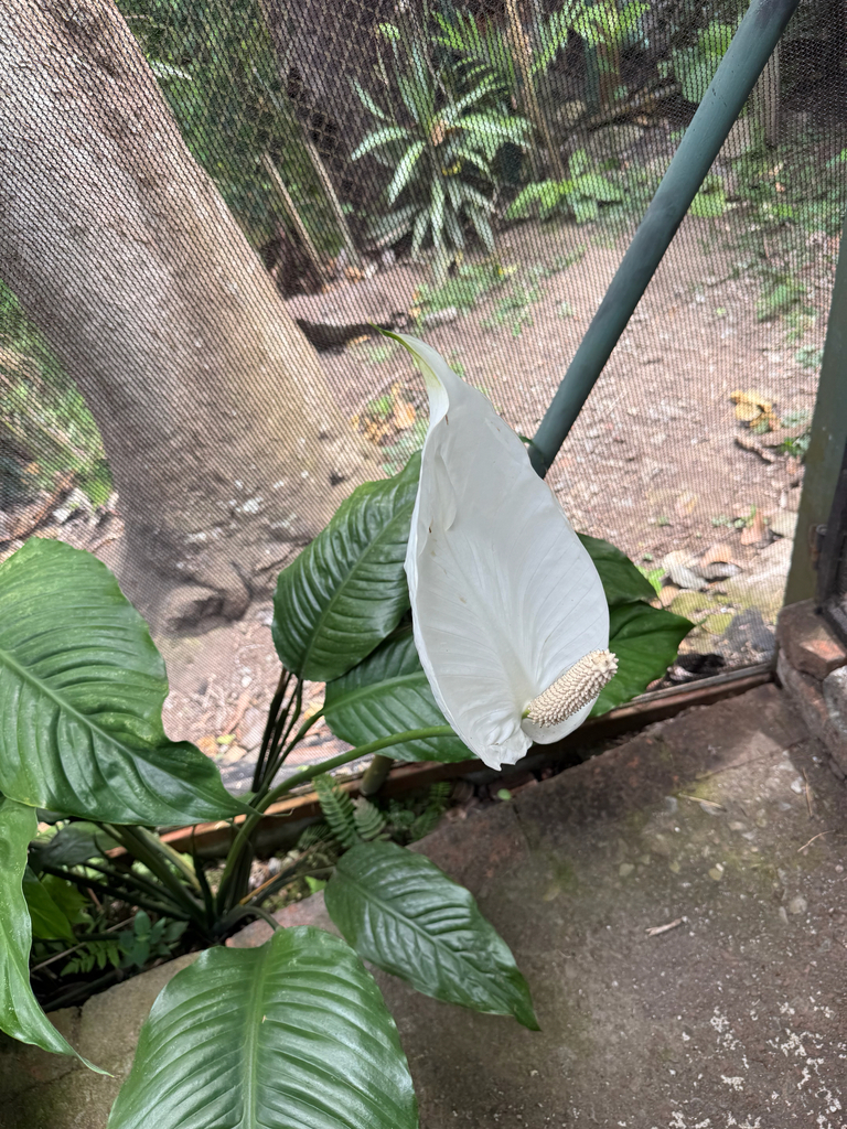 Spathiphyllum