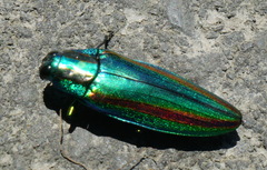 Chrysochroa fulgidissima