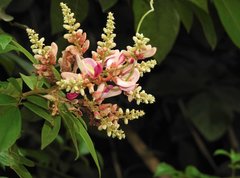 Millettia