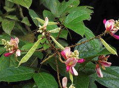 Millettia