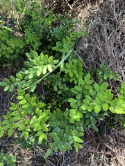 Pellaea pteroides