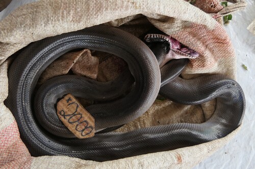 Southern White-lipped Python