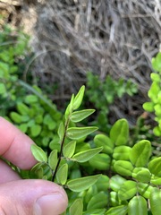 Pellaea pteroides