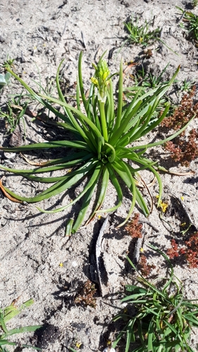 Bulbine annua