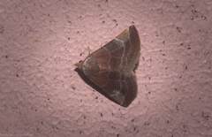 Mataeomera mesotaenia