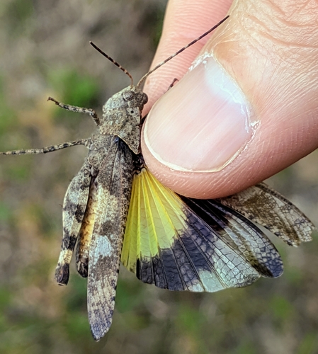 Boll's Grasshopper photo 3