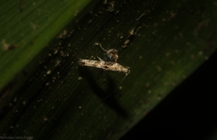 Cyphosticha panconita