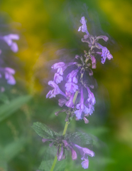 Nepeta sibirica
