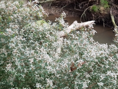 Spyridium parvifolium