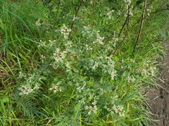 Spyridium parvifolium