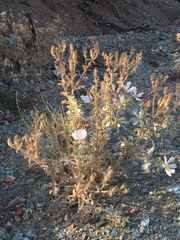 Argemone munita