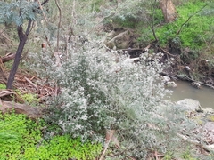 Spyridium parvifolium
