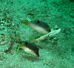 Canthigaster compressa
