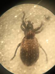 Hypera diversipunctata