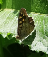 Pararge aegeria