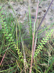 Phyllanthus evanescens