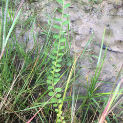Phyllanthus evanescens