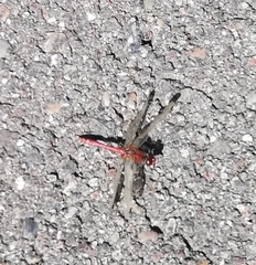 Sympetrum sanguineum