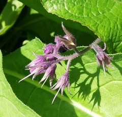 Symphytum officinale