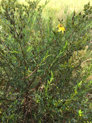 Hypericum galioides