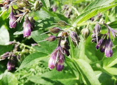 Symphytum officinale