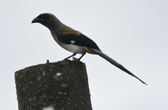 Dendrocitta formosae formosae