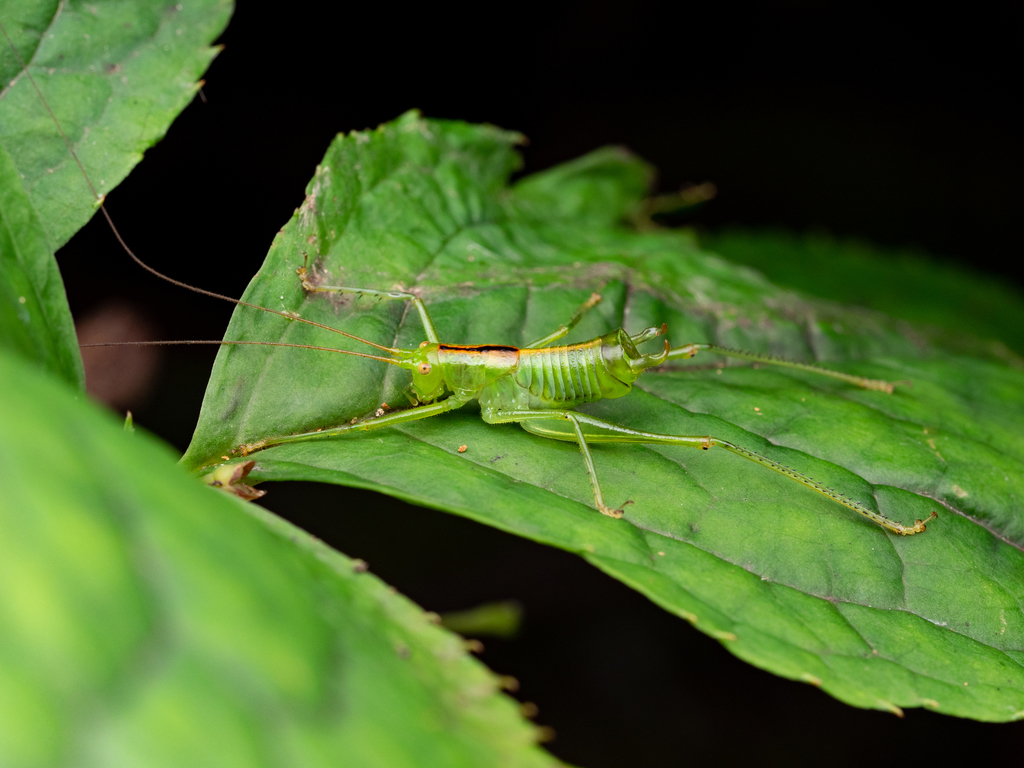 キタササキリモドキ (Orthoptera and Mantodea of Japan) · iNaturalist